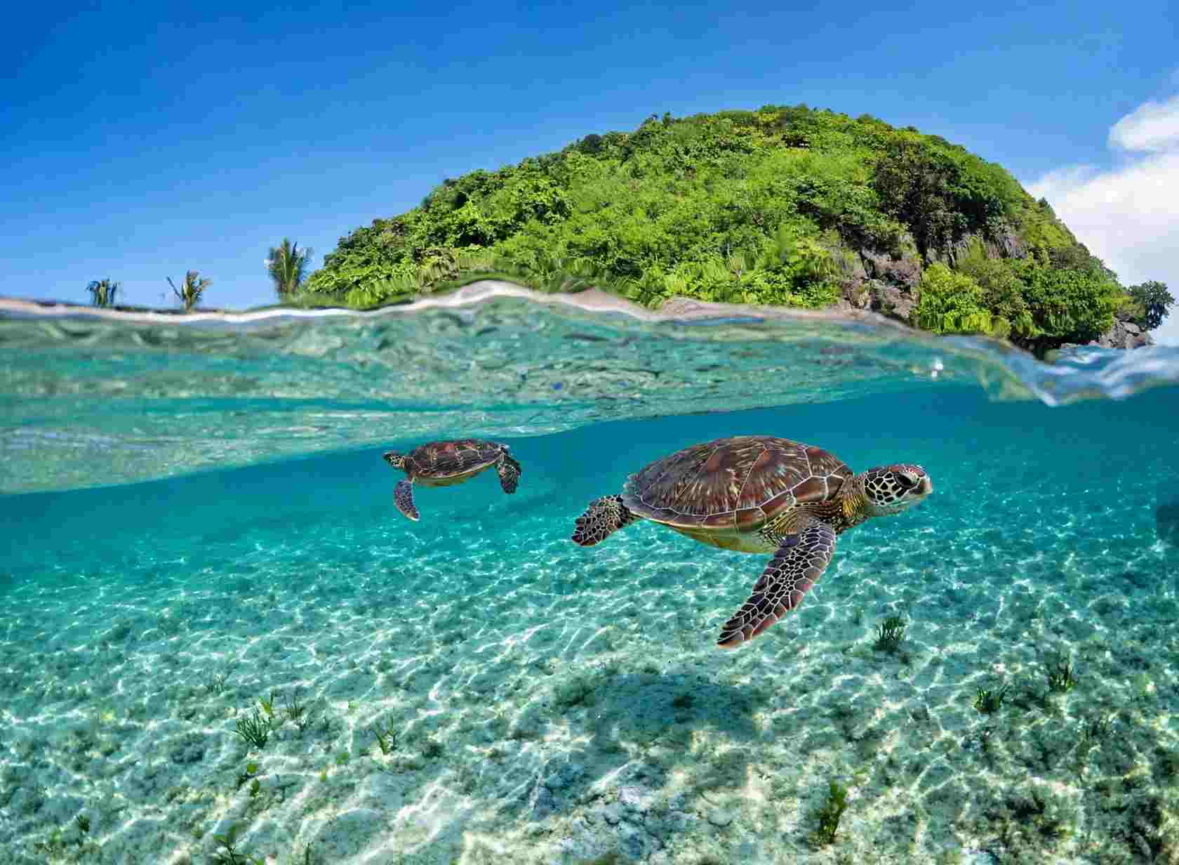Two green sea turtles swimming over a sandy seabed with seagrass, with a green forested island rising behind the waterline