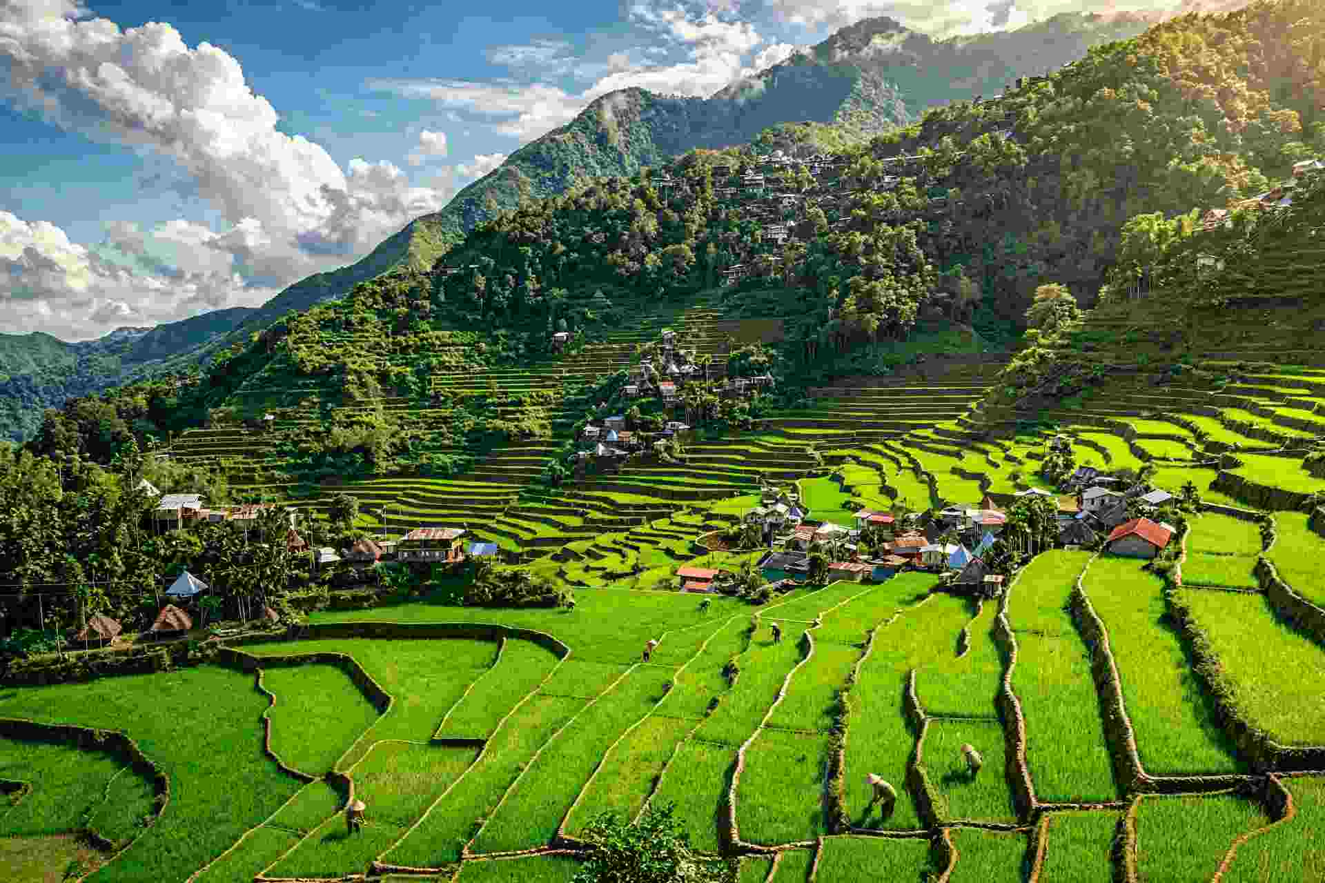 Bright green terraces climbing a mountainside in Banaue, with a village of thatch and tin roofs and farmers working the paddies