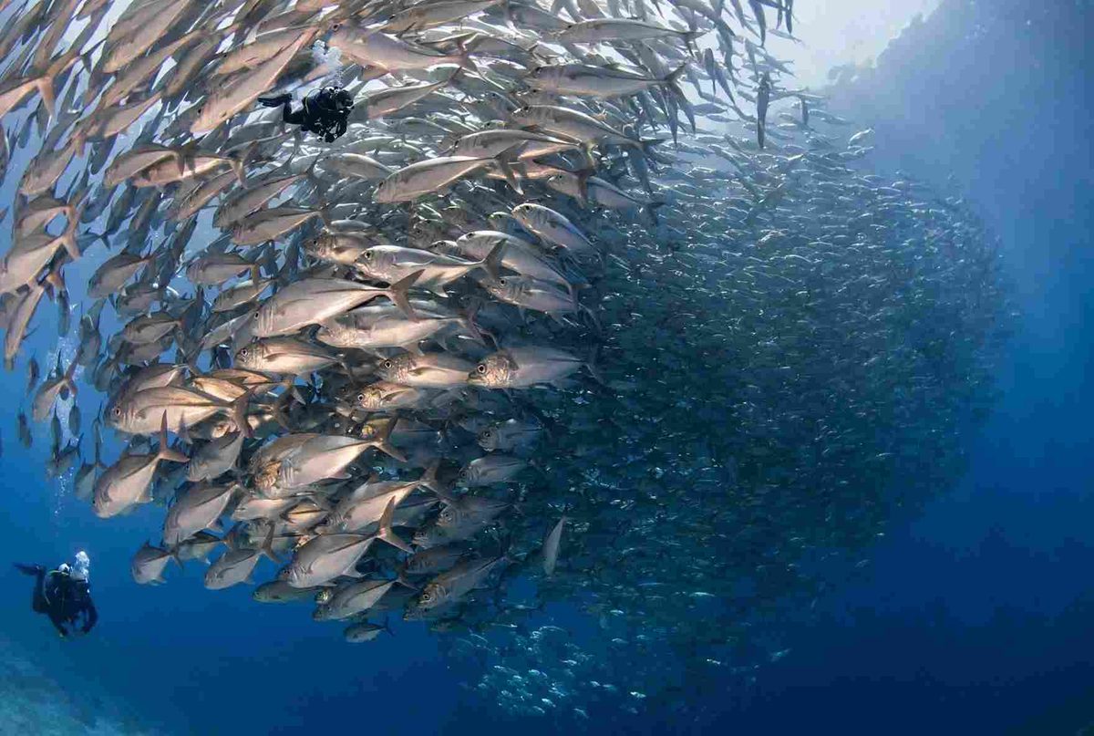 Two scuba divers swimming beside a huge school of silver jacks in deep blue water in the Philippines