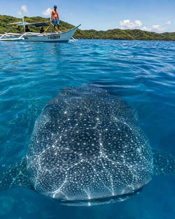 Whale shark swimming just below the surface beside an outrigger boat in clear blue water