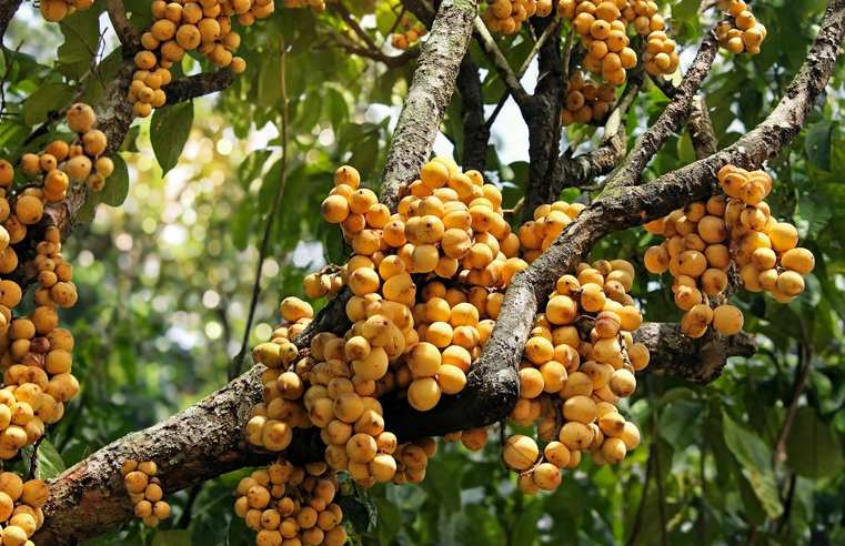 Ripe clusters of lanzones fruit growing along the branches and trunk of a lanzones tree