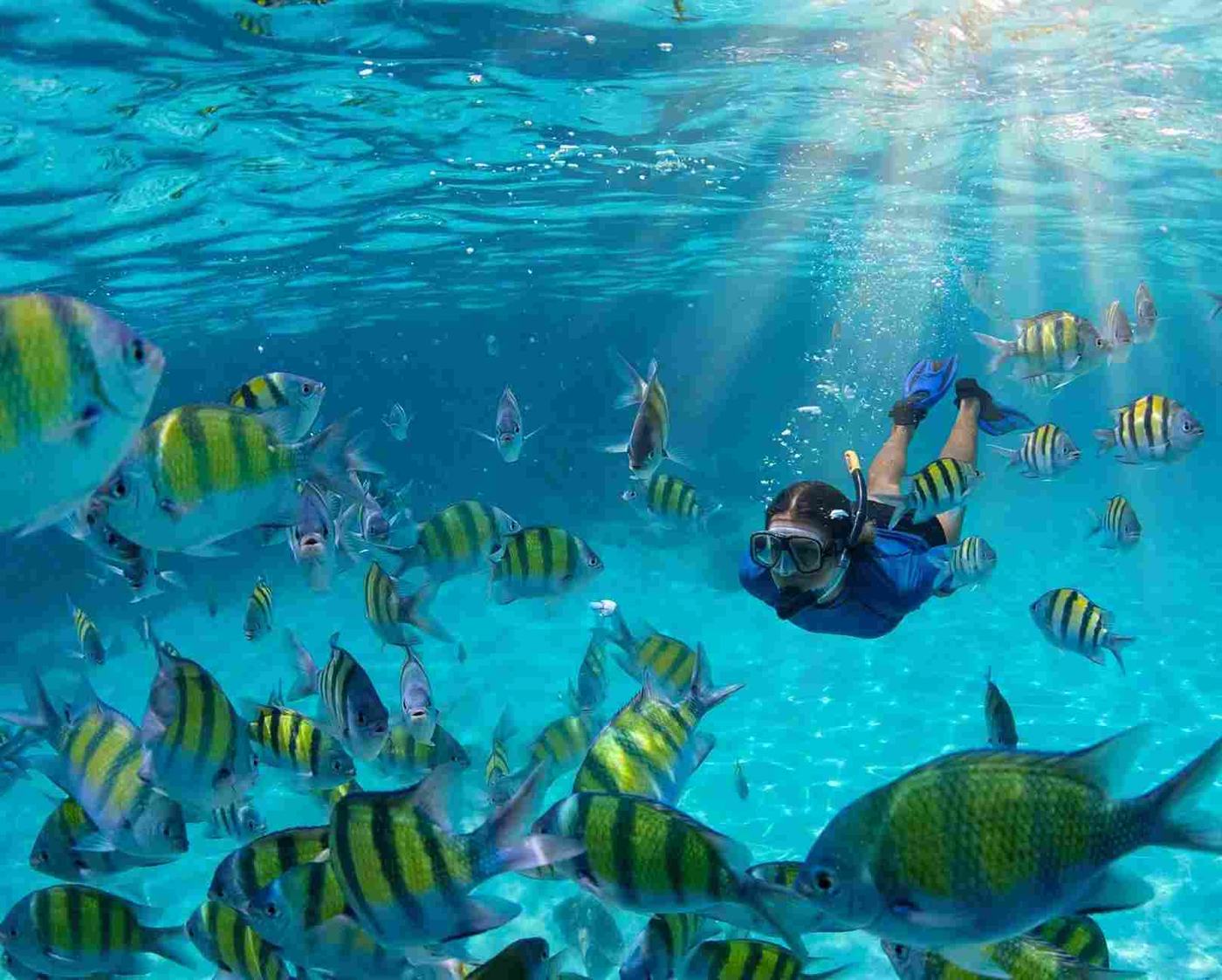 Snorkeller in a blue rash guard swimming among a school of striped sergeant major fish in clear, shallow turquoise water