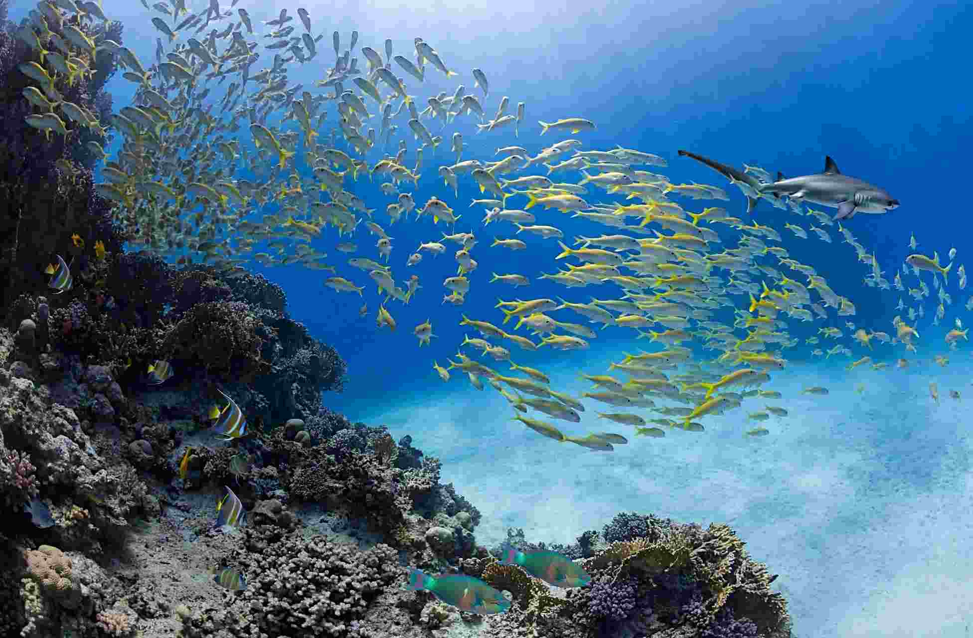 Diver watching a thresher shark near a reef cleaning station off Malapascua Island, Cebu