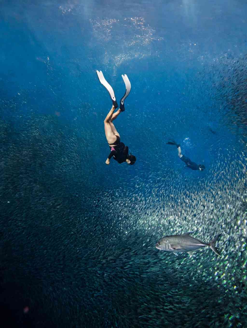 Freediver descending beside a dense school of sardines and a large trevally in the waters off Moalboal, Cebu