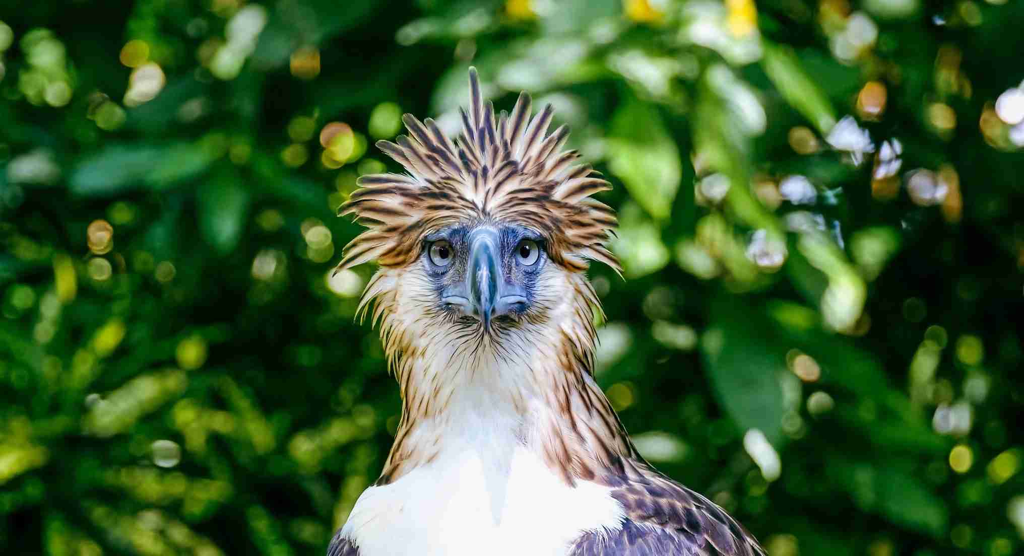 Philippine Eagle perched inside an enclosure at the Philippine Eagle Center in Malagos, Davao City